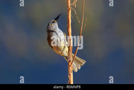 Brown Honeyeater, Lichmera indistincta, perched on a small branch with blue water background in Western Queensland. Stock Photo