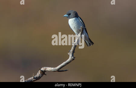 White-breasted Woodswallow, Artamus leucorynchus perched on a branch with copy space in Western Queensland Stock Photo