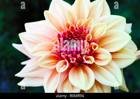 Pink, yellow and white fresh dahlia flower macro photo. Picture in color emphasizing the light different colours and yellow white highlights. Stock Photo