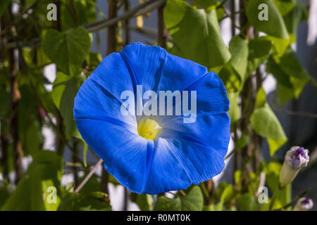 Flower Blue morning glory Stock Photo