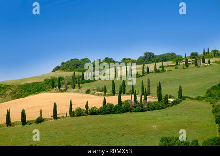 Classic tuscany landscape, wheat fields and cypress trees Stock Photo