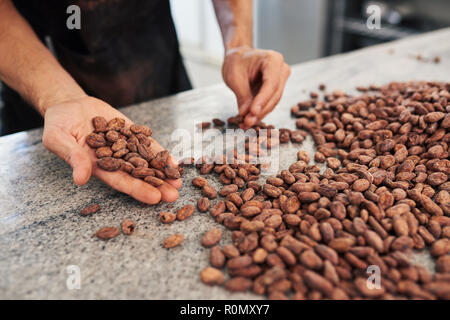 Worker hand sorting cocoa beans in an artisanal chocolate factory Stock Photo