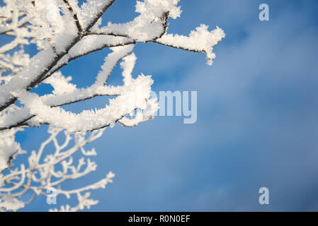 Snowy branch, blue sky background Stock Photo