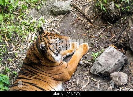 Sumatran tiger (Panthera tigris sondaica) lying calmly on the ground.