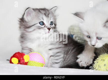 Adorable puppy cat playing on a white blanket Stock Photo