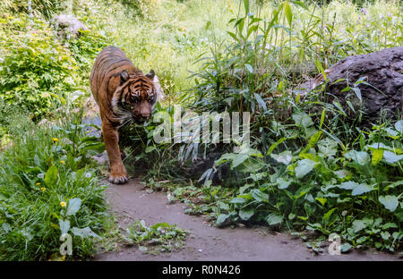 Sumatran tiger (Panthera tigris sondaica) walking down the path in the woods. The tigers are mainly diurnal. Stock Photo