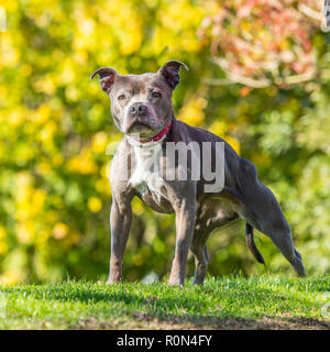 staffordshire bull terrier dog Stock Photo