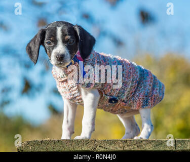 cold puppy in a sweater Stock Photo