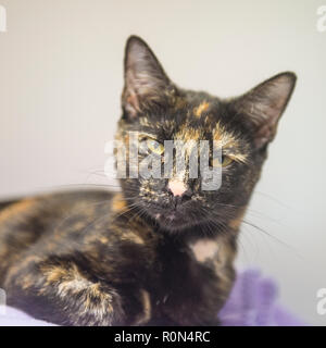 tortoiseshell cat Stock Photo