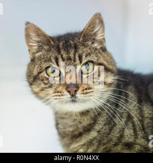 tabby cat Stock Photo