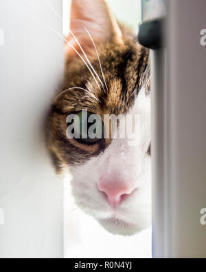 curious cat looking through door Stock Photo