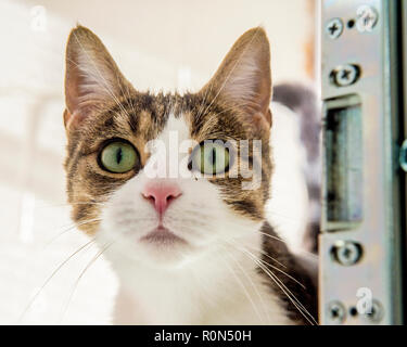 tabby and white cat Stock Photo