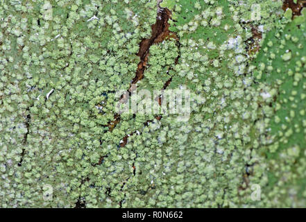 Macro Photography of Crustose lichen on Tree Bark After Rain Stock Photo