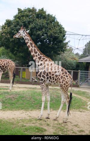 Giraffe London Zoo Stock Photo