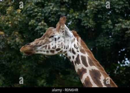 Giraffe London Zoo Stock Photo
