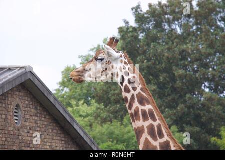 Giraffe London Zoo Stock Photo