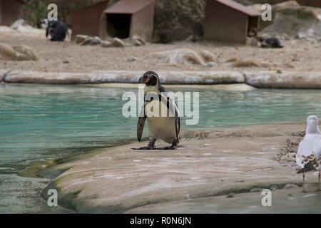 Penguin in London Zoo Stock Photo