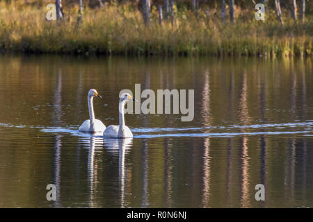 Two Whooper swans, Cygnus cygnus, swimming in a lake and the trees reflecting in the water, Gällivare county, Swedish Lapland, Sweden Stock Photo