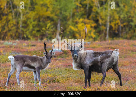 Two Reindeers, Rangifer tarandus, looking in to the camera, autumn season with yellow trees in background, Stora sjöfallets national park, Laponia, Gä