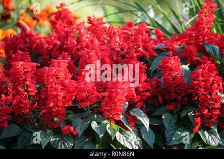 plant variety salvia divinorum,  bright red flowers in full bloom in a flowerbed in the garden, green dark foliage lit by the sun, evening light, Stock Photo