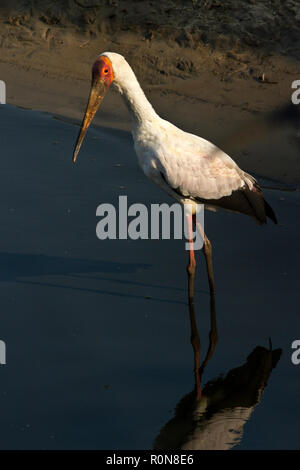 The Yellow-billed Stork has a worldwide distribution in tropical regions and often known as a Wood Stork. They have a fast walk as they wade through t Stock Photo