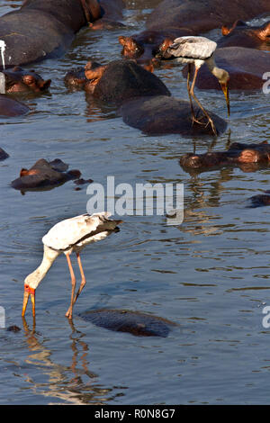 Yellow-billed Stork use hippo to disturb fish to help them catch a meal more easily in the murky water, a behavioural technique known as commensuralis Stock Photo
