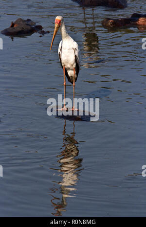 The Yellow-billed Stork has a worldwide distribution in tropical regions and often known as a Wood Stork. They have a fast walk as they wade through t Stock Photo