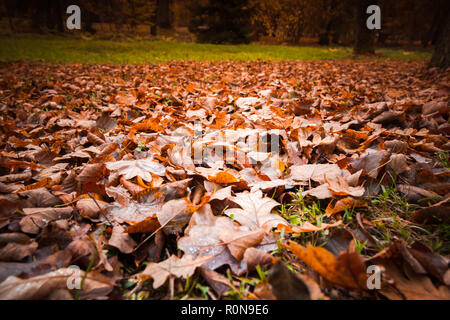Fallen red leaves lay over lawn in park. Natural autumn background photo Stock Photo