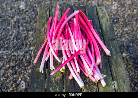 A pile of freshly picked rhubarb on a garden bench. Stock Photo