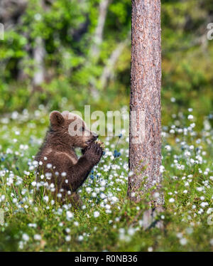 Praying brown bear cub in the summer forest among white flowers ...