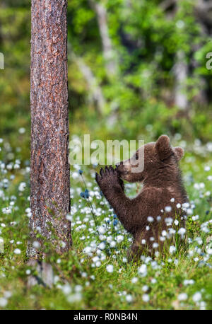 Praying brown bear cub in the summer forest among white flowers ...