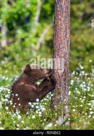 Praying brown bear cub in the summer forest among white flowers ...