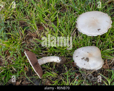 These look like edible wild Field Mushrooms Agaricus campestris but could be poisonous and it is difficult to tell. Stock Photo