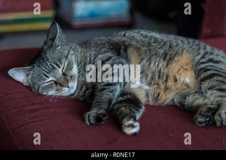 Mackerel Tabby Cat relaxing indoors Stock Photo