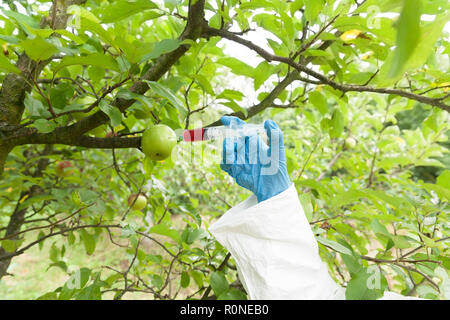 Fruits colored with artificial color. Genetically modified food. Stock Photo