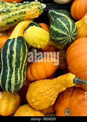 Autumn pumpkins ready for the Fall Halloween season and Thanksgiving piled at a market Stock Photo