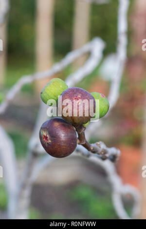 Ficus carica. Ripening Figs on a tree Stock Photo