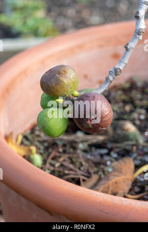 Ficus carica. Ripening Figs on a tree Stock Photo