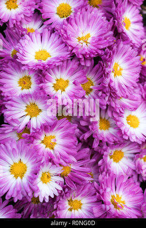 Stacy Pink Garden Mum Chrysanthemum in bloom with yellow centers and white with pink petals Stock Photo