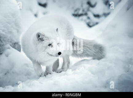 Winter landscape with one adult white polar fox or alopex lagopus in Finnish Lapland on real snow background. White animal is full of attention and li Stock Photo