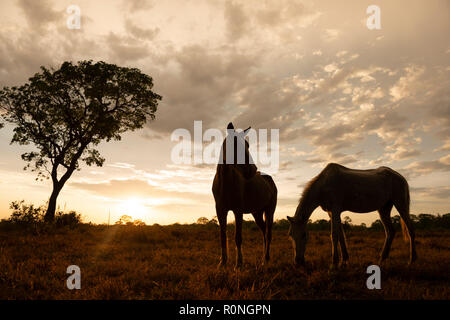 Horses in North Pantanal, Brazil Stock Photo
