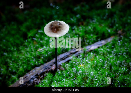 Mycetinis alliaceus mushroom in morning light growing on green moos Stock Photo