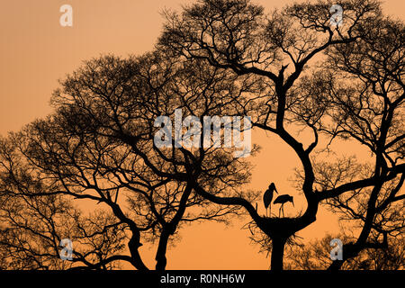 A pair of Jabirus at the nest during sunset in North Pantanal. Stock Photo