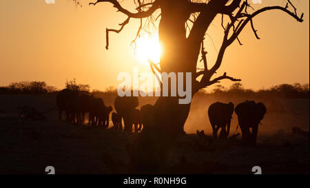 Namibia wildlife - a herd of elephants arriving at Okaukuejo waterhole at sunset, Etosha national park, Namibia Africa Stock Photo
