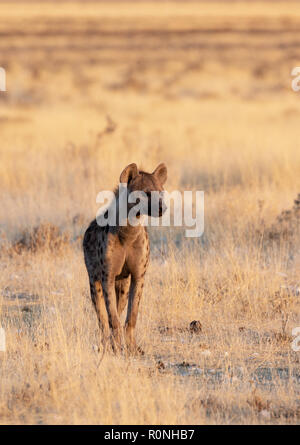 Spotted Hyena, or Laughing hyena, Crocuta crocuta, one adult, front view, Etosha national park, Namibia, Africa Stock Photo