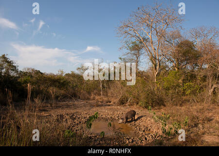 A Brazilian Tapir (Tapirus terrestris) drinking from a drying water hole in North Pantanal during the peak of the dry season. Stock Photo