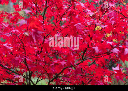 Vibrant autumn colours of the Japanese Maple Acer pulmatum (Osakasuki) Queenswood Herefordshire UK. November 2018 Stock Photo