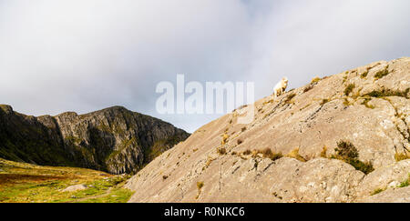 A single sheep standing on a rock in the Cadair Idris mountain range in the Snowdonia National Park, Wales, UK Stock Photo