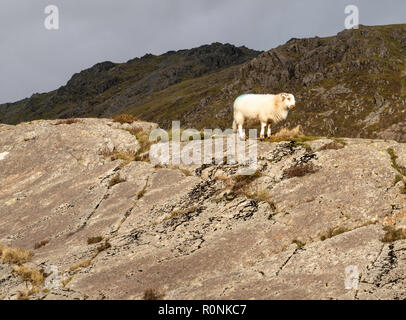 A single sheep standing on a rock in the Cadair Idris mountain range in the Snowdonia National Park, Wales, UK Stock Photo