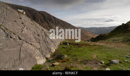 Two sheep standing on a rock in the Cadair Idris mountain range in the Snowdonia National Park, Wales, UK Stock Photo